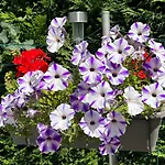 Les Floralies *