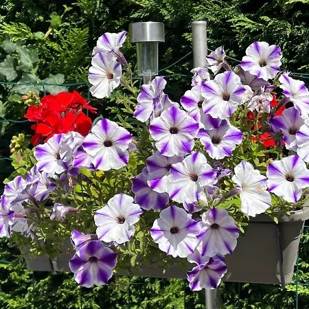 Les Floralies *